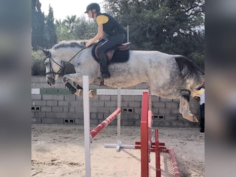 Zangersheide Giumenta 7 Anni 170 cm Grigio pezzato in lliria