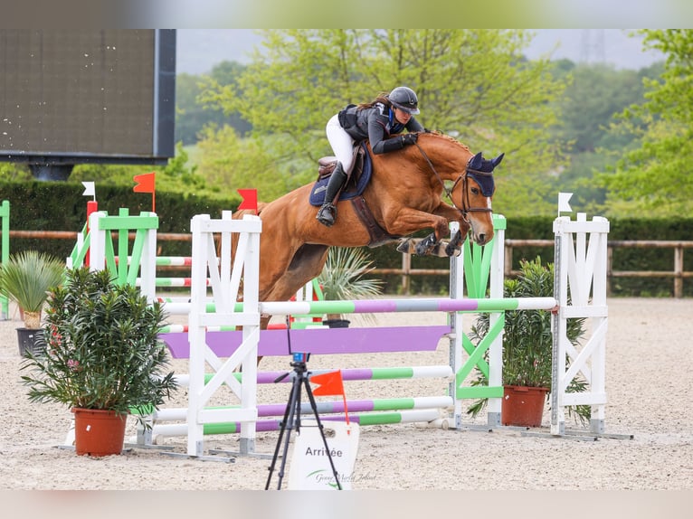 Zangersheide Giumenta 7 Anni 170 cm Sauro in Poussignac