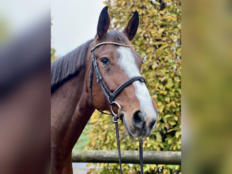 Zangersheide Giumenta 7 Anni 172 cm Baio in Bocholt