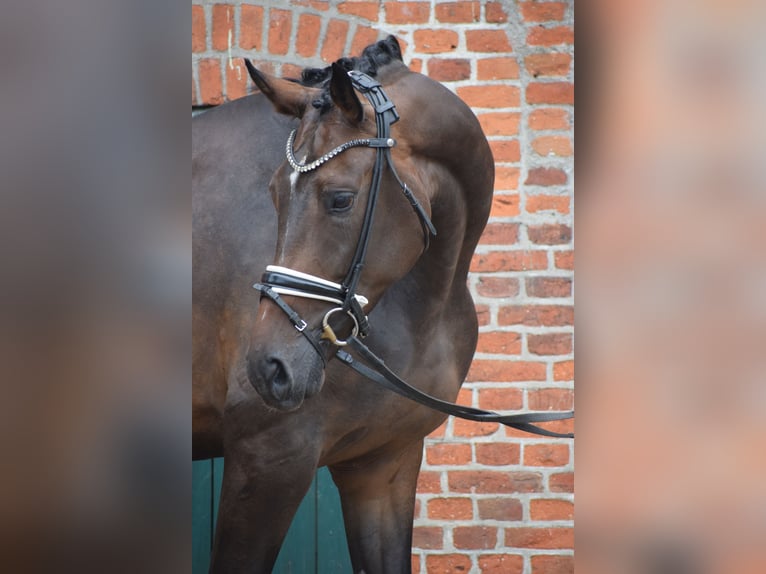 Zangersheide Giumenta 7 Anni 173 cm Baio in Dätgen