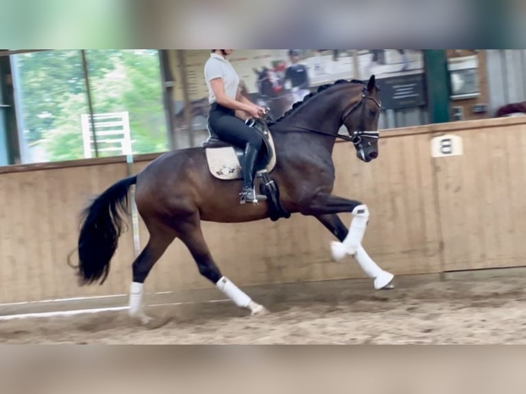 Zangersheide Giumenta 7 Anni 173 cm Baio in Dätgen