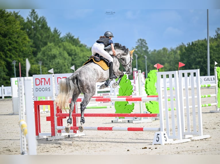 Zangersheide Giumenta 7 Anni 174 cm Grigio in Reda