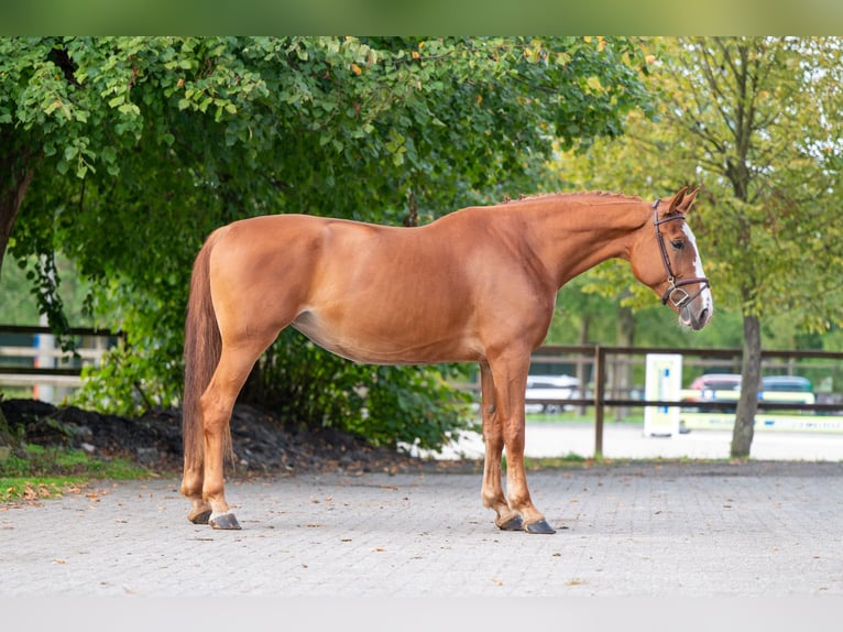 Zangersheide Giumenta 7 Anni 174 cm Sauro in Kaulille