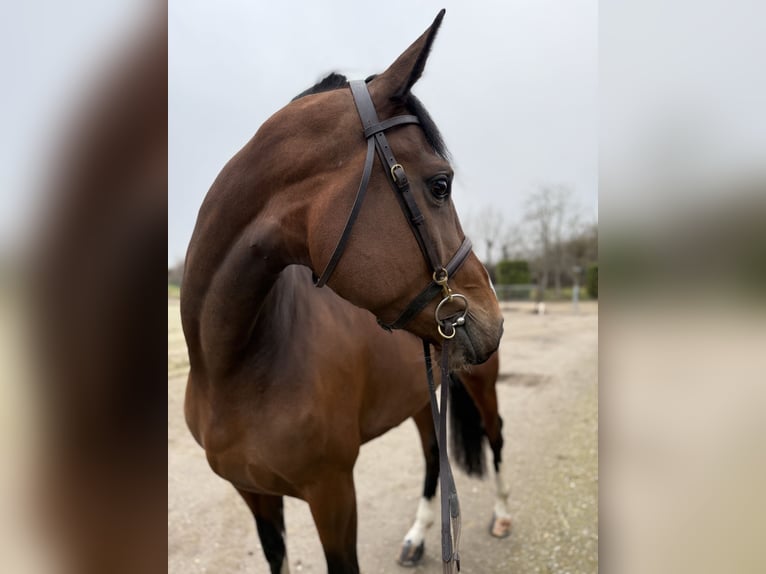 Zangersheide Giumenta 7 Anni 175 cm Baio in Oud Gastel