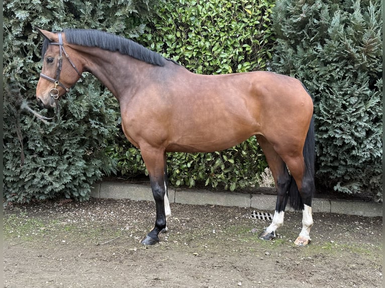 Zangersheide Giumenta 7 Anni 175 cm Baio in Oud Gastel