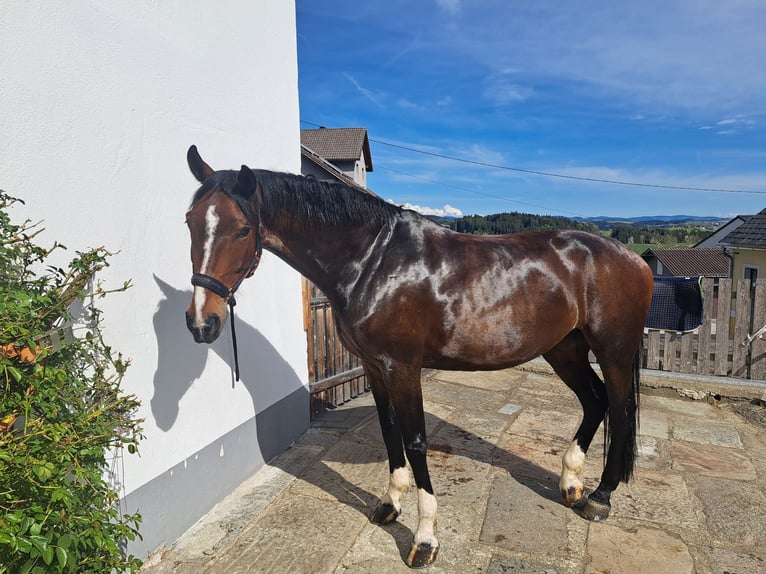 Zangersheide Giumenta 7 Anni 176 cm Baio in Sarleinsbach