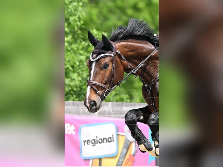 Zangersheide Giumenta 7 Anni 176 cm Baio in Sarleinsbach