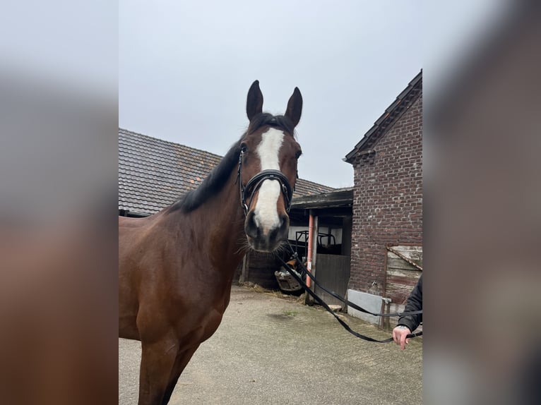 Zangersheide Giumenta 7 Anni 178 cm Baio in Kevelaer