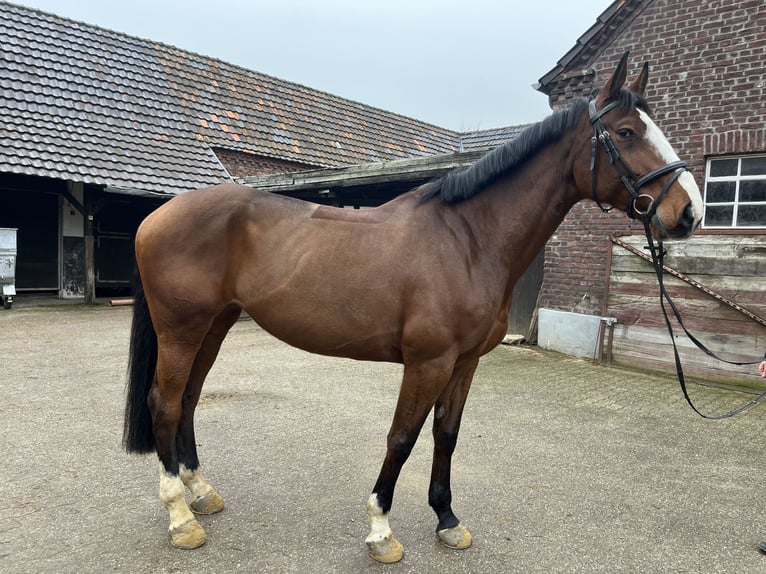 Zangersheide Giumenta 7 Anni 178 cm Baio in Kevelaer