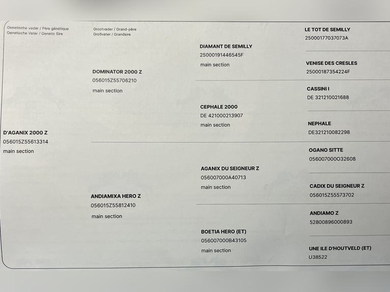 Zangersheide Giumenta 7 Anni 178 cm Baio in Kevelaer