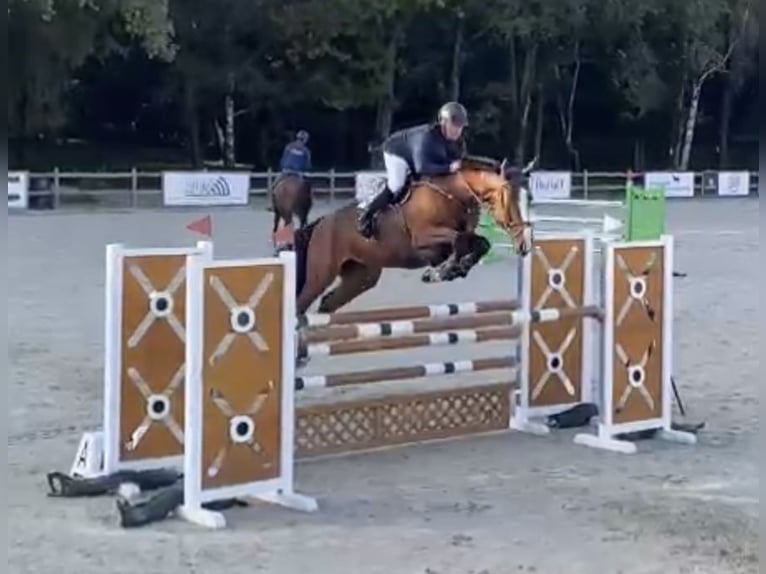 Zangersheide Giumenta 7 Anni 178 cm Baio in Kevelaer