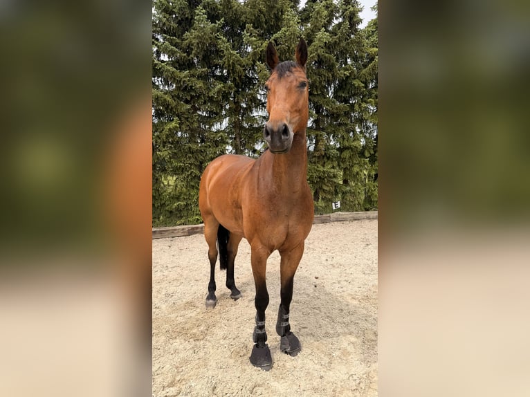 Zangersheide Giumenta 7 Anni Baio in Winsen (Aller)