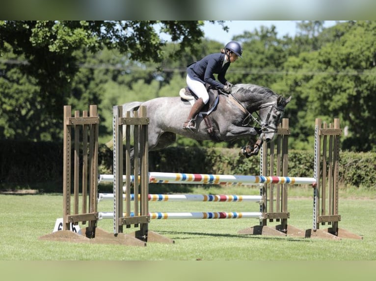 Zangersheide Giumenta 7 Anni Grigio in Kent