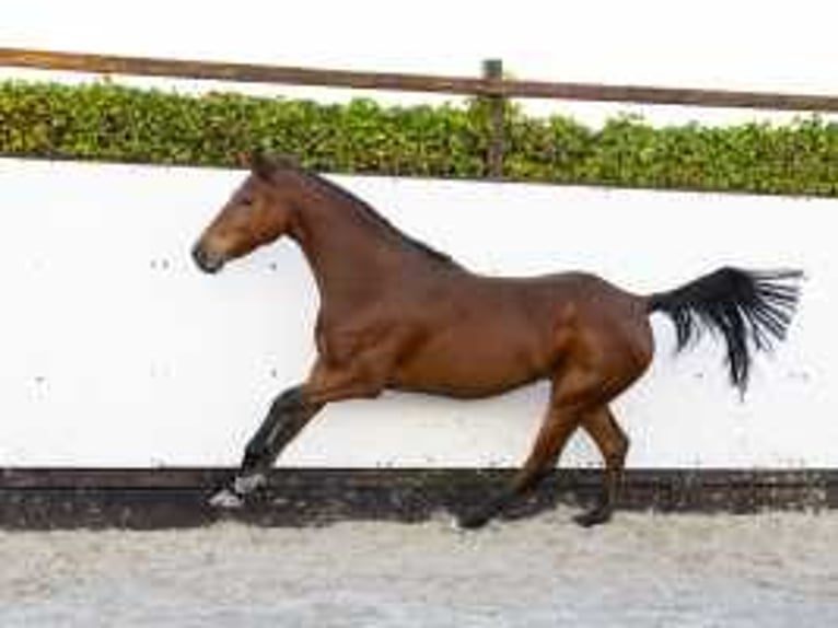 Zangersheide Giumenta 8 Anni 158 cm Baio in Waddinxveen