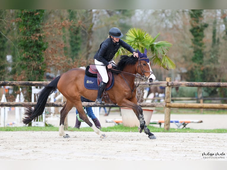 Zangersheide Giumenta 8 Anni 160 cm Baio scuro in Poussignac