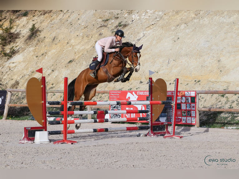 Zangersheide Giumenta 8 Anni 160 cm Baio scuro in Poussignac