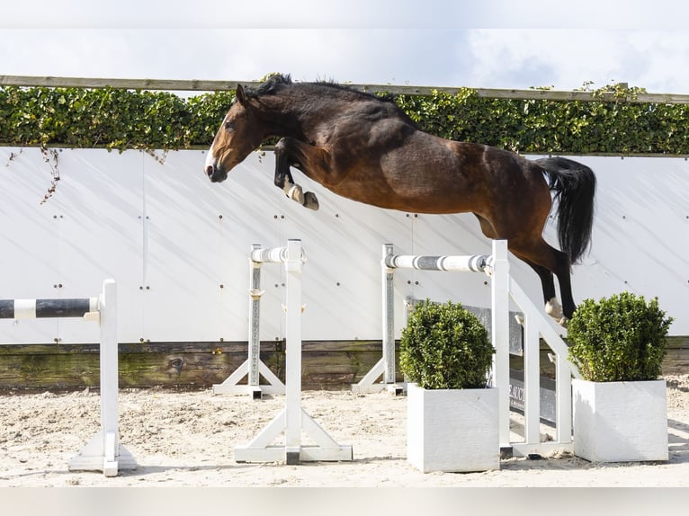 Zangersheide Giumenta 8 Anni 161 cm Baio in Waddinxveen