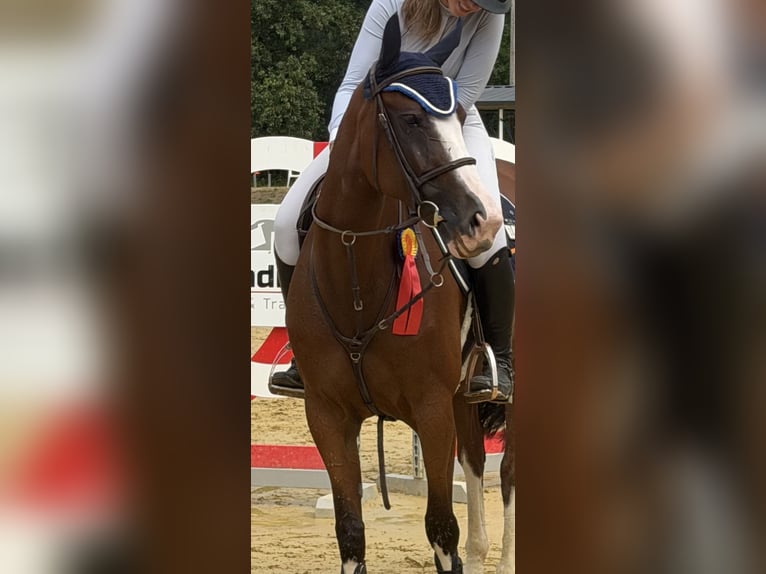 Zangersheide Giumenta 8 Anni 162 cm Baio roano in Kaarst