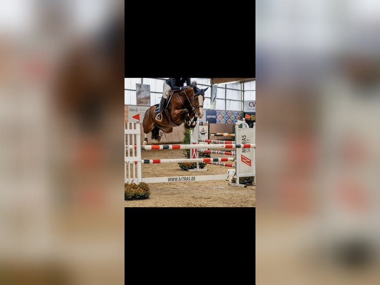 Zangersheide Giumenta 8 Anni 162 cm Baio roano in Kaarst