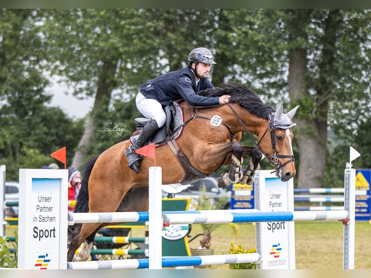 Zangersheide Giumenta 8 Anni 164 cm Baio in Lübeck