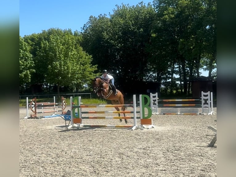 Zangersheide Giumenta 8 Anni 164 cm Baio scuro in Neuhaus an der Oste