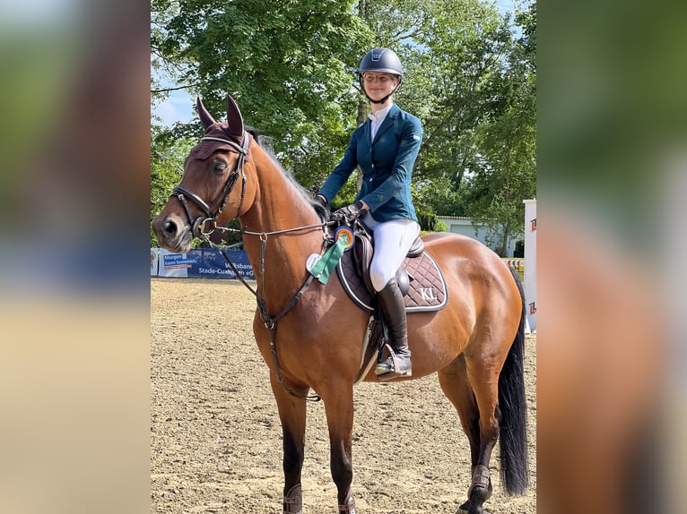 Zangersheide Giumenta 8 Anni 164 cm Baio scuro in Neuhaus an der Oste