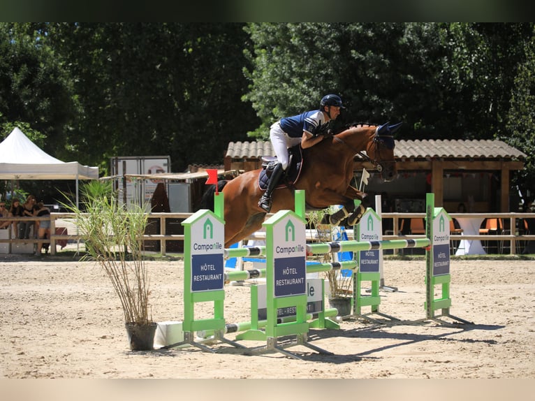 Zangersheide Giumenta 8 Anni 165 cm Baio in Les Chères