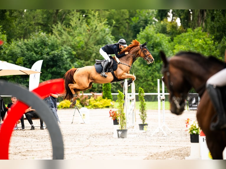 Zangersheide Giumenta 8 Anni 165 cm Grigio rossastro in Krakowiany