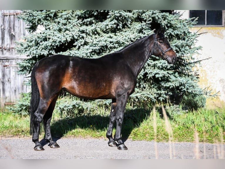 Zangersheide Giumenta 8 Anni 167 cm Baio nero in Stary Gołębin