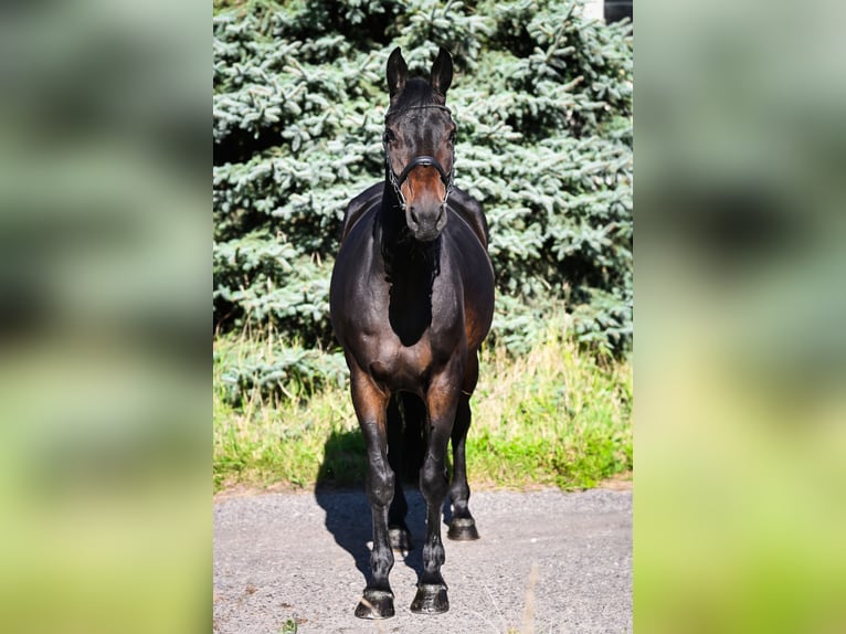 Zangersheide Giumenta 8 Anni 167 cm Baio nero in Stary Gołębin