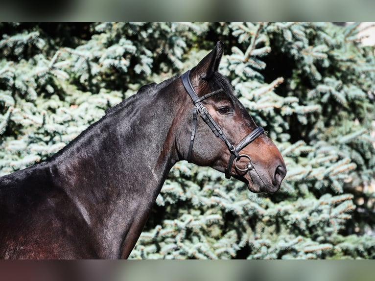 Zangersheide Giumenta 8 Anni 167 cm Baio nero in Stary Gołębin