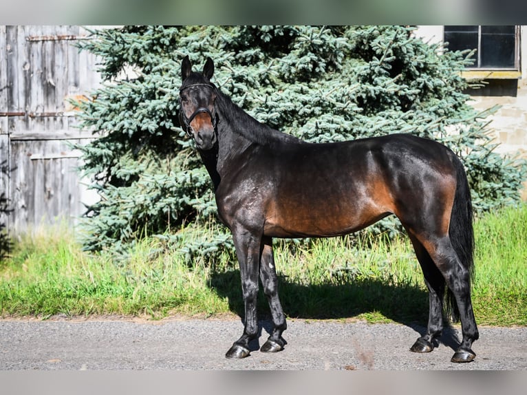 Zangersheide Giumenta 8 Anni 167 cm Baio nero in Stary Gołębin