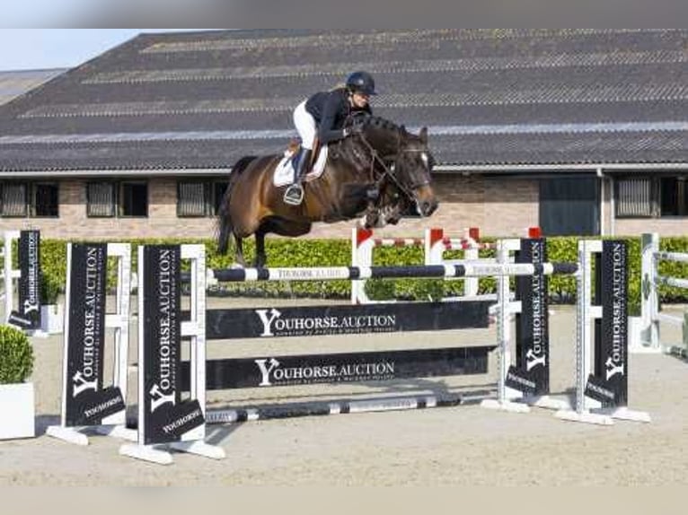 Zangersheide Giumenta 8 Anni 167 cm Baio scuro in Waddinxveen