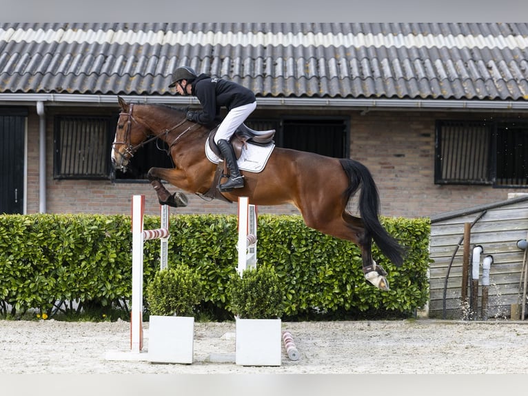 Zangersheide Giumenta 8 Anni 167 cm  in Waddinxveen