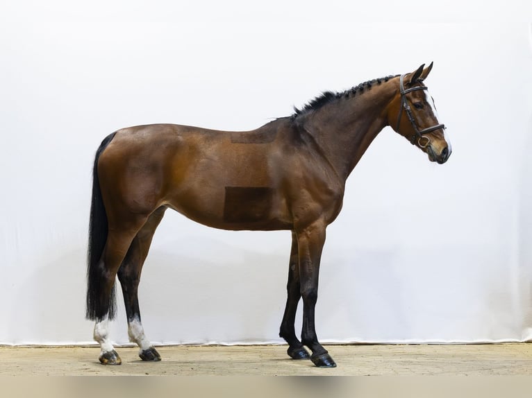Zangersheide Giumenta 8 Anni 167 cm  in Waddinxveen