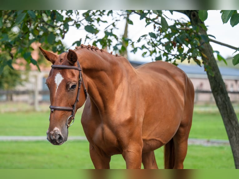 Zangersheide Giumenta 8 Anni 167 cm Sauro in GROTE-BROGEL