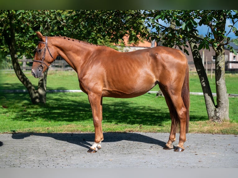 Zangersheide Giumenta 8 Anni 167 cm Sauro in GROTE-BROGEL