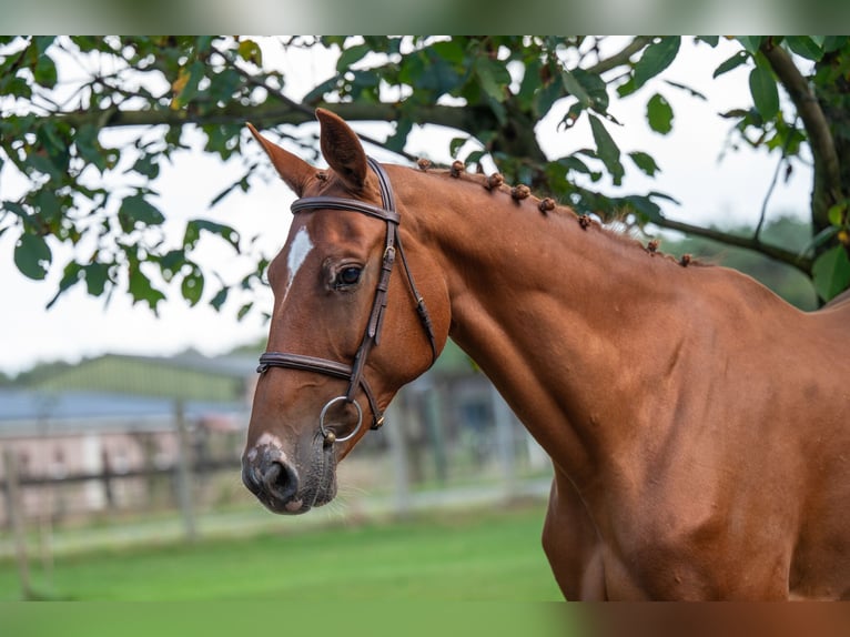 Zangersheide Giumenta 8 Anni 167 cm Sauro in GROTE-BROGEL