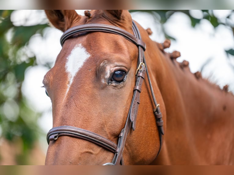 Zangersheide Giumenta 8 Anni 167 cm Sauro in GROTE-BROGEL