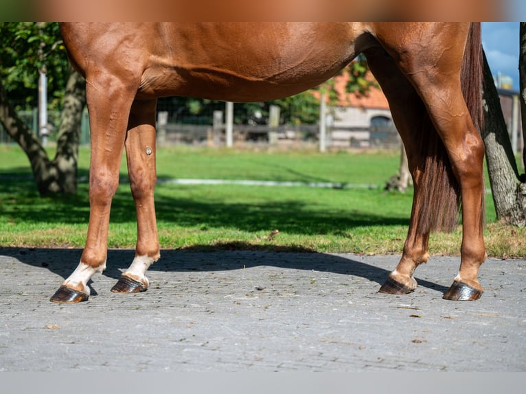 Zangersheide Giumenta 8 Anni 167 cm Sauro in GROTE-BROGEL