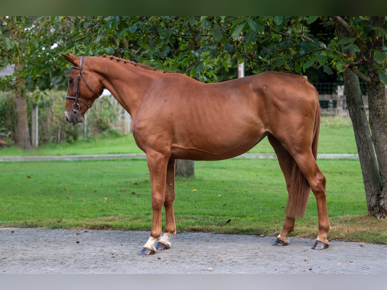 Zangersheide Giumenta 8 Anni 167 cm Sauro in GROTE-BROGEL