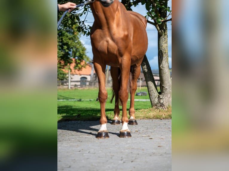 Zangersheide Giumenta 8 Anni 167 cm Sauro in GROTE-BROGEL