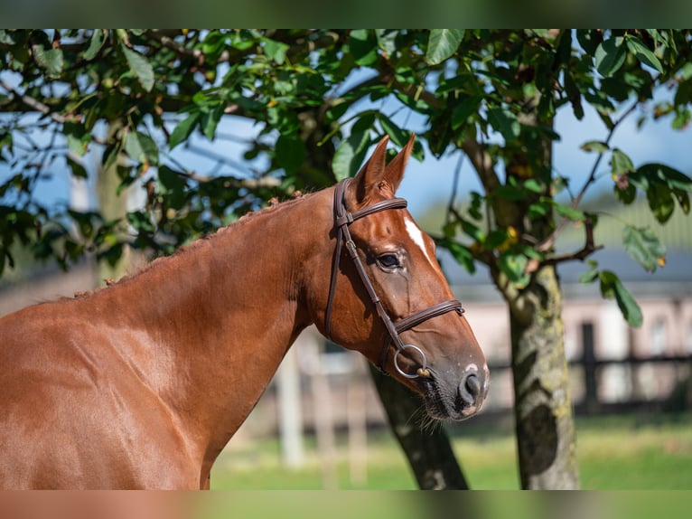 Zangersheide Giumenta 8 Anni 167 cm Sauro in GROTE-BROGEL