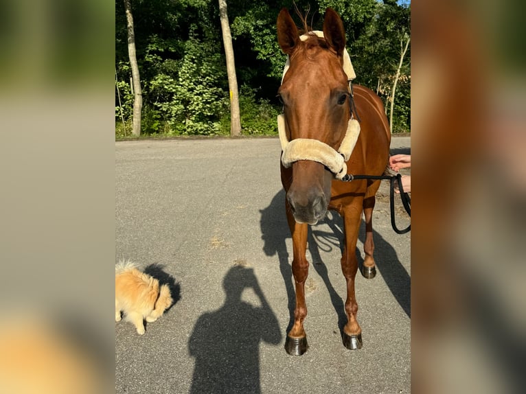 Zangersheide Giumenta 8 Anni 167 cm Sauro in Haren (Ems)
