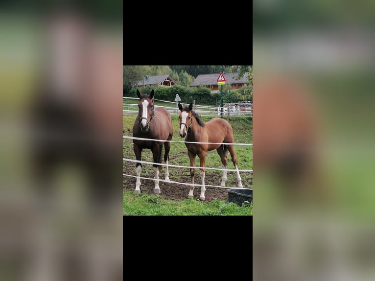 Zangersheide Giumenta 8 Anni 168 cm Baio in Öblarn