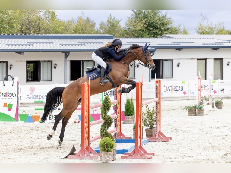 Zangersheide Giumenta 8 Anni 168 cm Baio ciliegia in Plovdiv