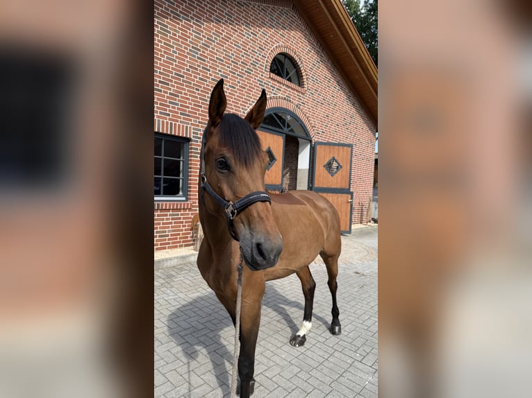 Zangersheide Giumenta 8 Anni 168 cm Baio ciliegia in Plovdiv