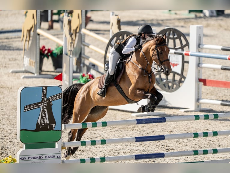 Zangersheide Giumenta 8 Anni 168 cm Baio ciliegia in Plovdiv