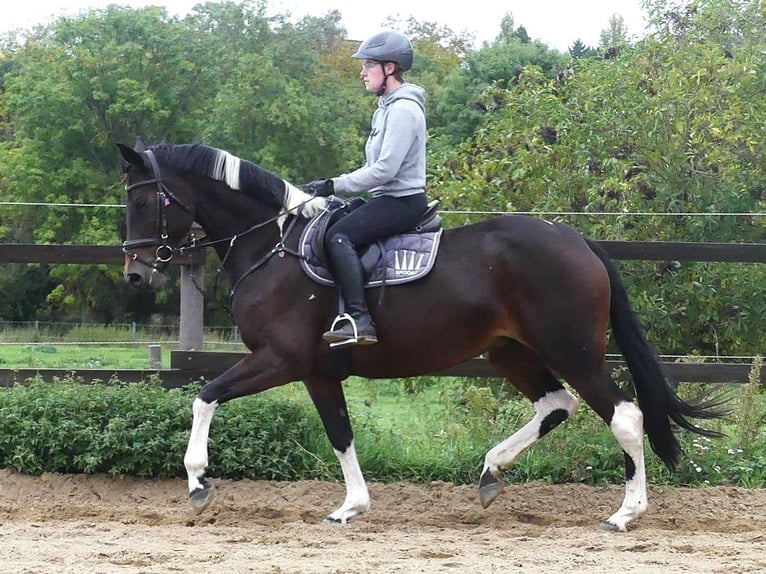 Zangersheide Giumenta 8 Anni 168 cm Pezzato in Mücheln (Geiseltal)