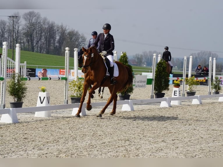 Zangersheide Giumenta 8 Anni 168 cm Sauro scuro in Bad Wurzach